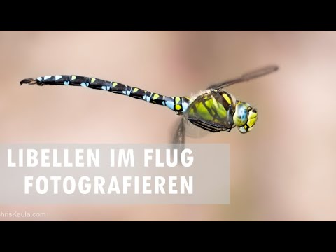 Photographing dragonflies in flight