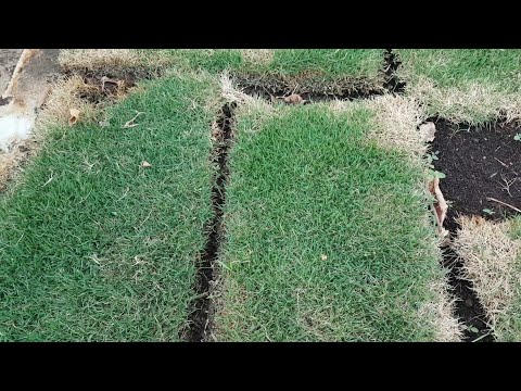 How to Grow Carpet Grass