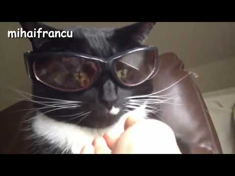 Funny Cats   A Funny Cat Videos Compilation 2015
