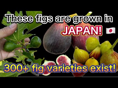 I Grow Hundreds of Figs in Japan – Backyard Orchard Tour & Tasting!