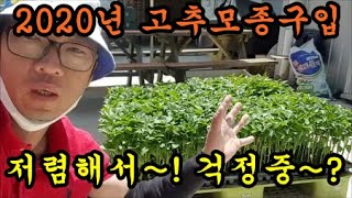 고추모종을 저렴하게 구매했습니다.