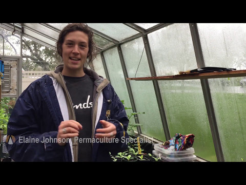 Permaculture: Growing Sea Kale