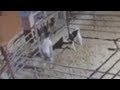 Calf shot, stabbed, then stolen on surveillance video