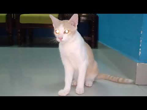 Cat angry sound - 1 Minute Ringtone | Angry Cat meow ringtone | A2Z Vlogs