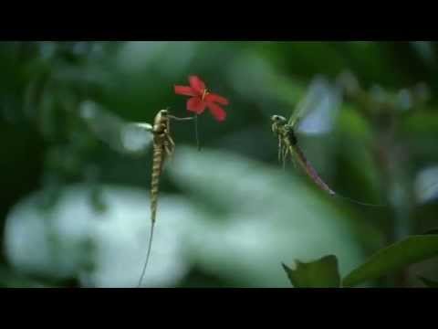 Vodafone - Mayfly (2005, UK)