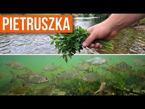 Reakcja ryb na Pietruszkę