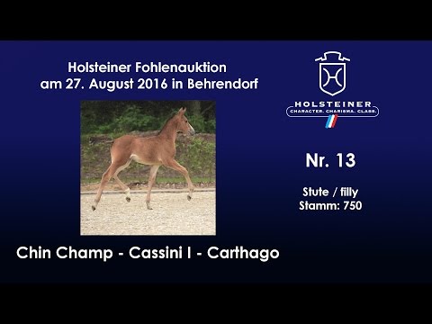 Holsteiner Fohlenauktion 2016 in Behrendorf - Nr. 13 v. Chin Champ - Cassini I