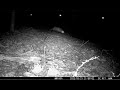 Screaming Fox–The Most Frightening Sounds In The Woods at Night–Trail Camera