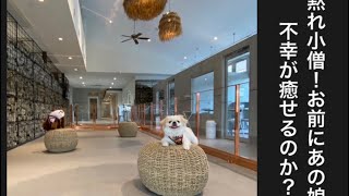 【モンスターハンター】ペキニーズしつけ方