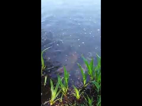 Meditation schmatzende Karpfen