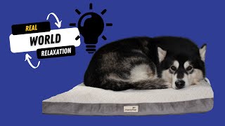 Can Your Dog Settle Like This? Fun Game!