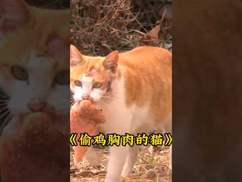 一只猫咪每天叼着鸡胸肉去同一个地方，好奇的人们跟在身后，得知真相后都哭了 #animals #pets #cats