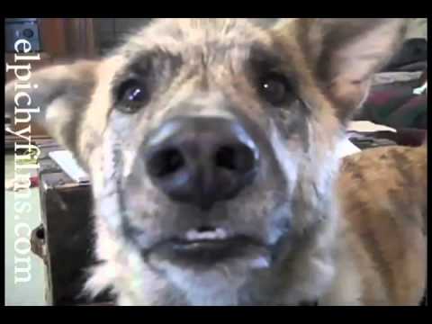 El Perrito de Los Pichy Boys ElpichyFilms.com