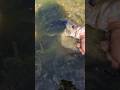 Decent Tampa Bass