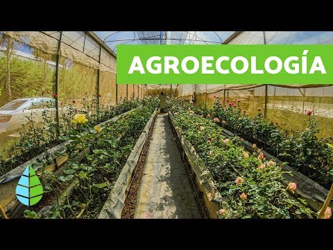What is AGROECOLOGY - Agroecology CHARACTERISTICS