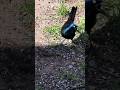 Grackle Under Bird Feeder Foraging For Sunflower Seeds, on a Sunny April Day in South Dakota!