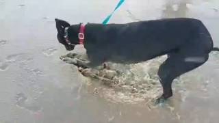 Greyhound loves puddles