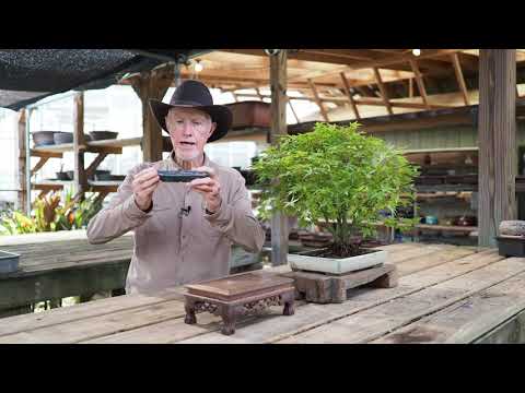 Plant City Bonsai - Early Fall 2021