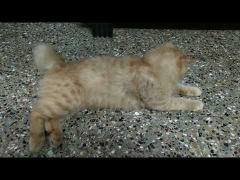 How do doll face persian cat yawn?