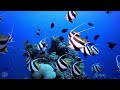 Finding Nemo Disney Music Ambience Coral Reef Underwater Sounds For Sleep Study Relaxation