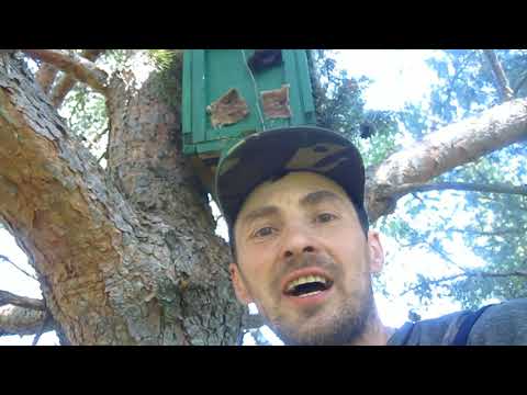 Пчеловодство.Как сработала ловушка для пчёл на новом месте.Рой наводит порядок в ловушке.Архив