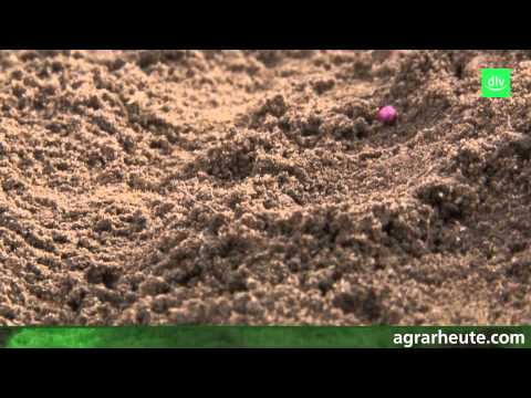 Vegetationsreport: Rapsaussaat hat begonnen