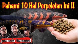 Download lagu Pemula Tersesat Gegara Pelet Ikan Channa Maru.. mp3