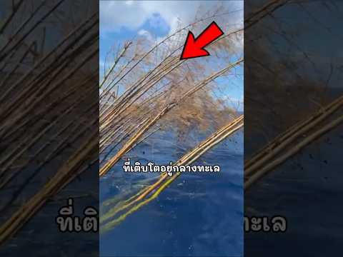 กอไผ่ปริศนาจากกลางทะเล
