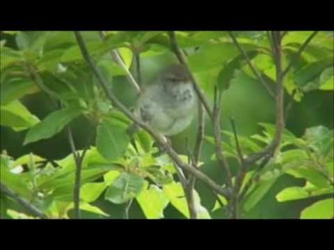 İlahi süper ötesi ✿ Ötme Bülbül  ✿