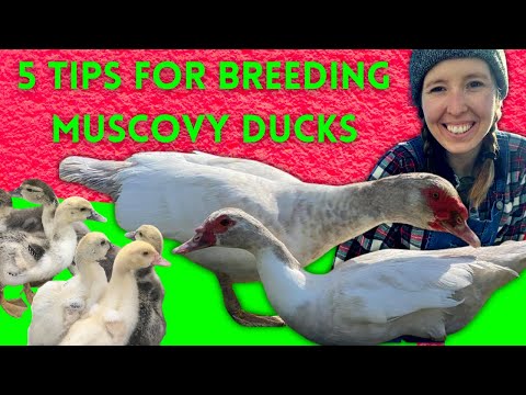 , title : '5 TIPS FOR BREEDING MUSCOVY DUCKS'
