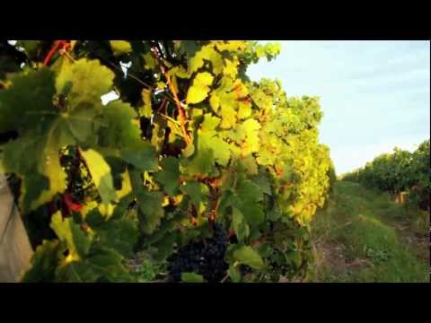 Chateau La Hourcade Medoc Bordeaux