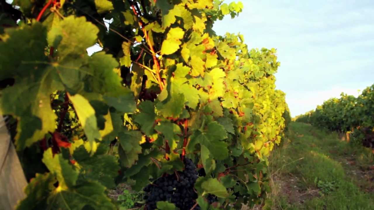 Chateau La Hourcade Medoc Bordeaux