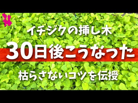 挿し木の成長を促進するアイデアはありますか？柳の水で水をやれますか？  庭園
