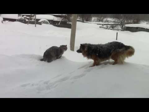 Кот против собаки