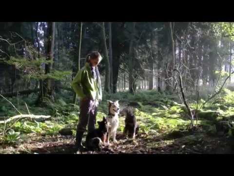 Hier "shepherds" - Mit AUSSIE-Rudel on tour - Im NEBELTAU