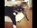 These Tux Studs Are At The Vet Being Cute And All Cat Cats Tuxedo Cute