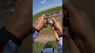 Download lagu IKAN HARUAN SAWAH #casting #fishing #ikanharuan #snakehead #memancing mp3