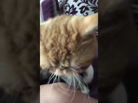 Abuji Loving Attention-Exotic Shorthair Cat