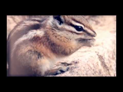 Cookie Chipmunk