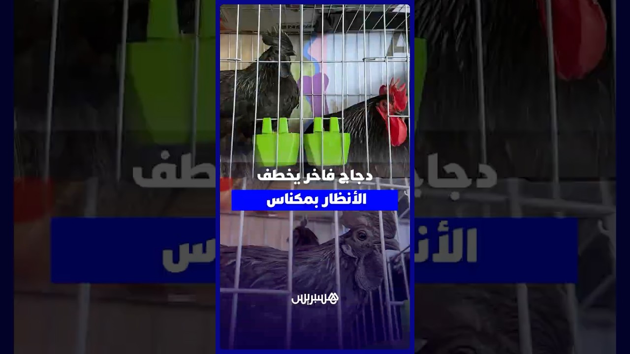 دجاج بآلاف الدراهم وسلالات نادرة تخطف الأنظار في المعرض الدولي للفلاحة بمكناس thumbnail