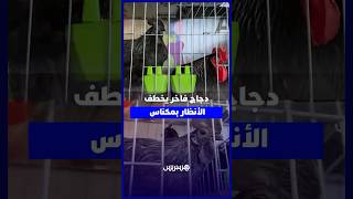 دجاج بآلاف الدراهم وسلالات نادرة تخطف الأنظار في المعرض الدولي للفلاحة بمكناس thumbnail