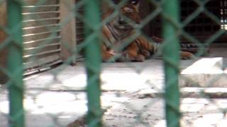 preview picture of video 'アキーラさん訪問！バングラデシュ・ダッカ動物園！Dahka-zoo,Bangladesh'