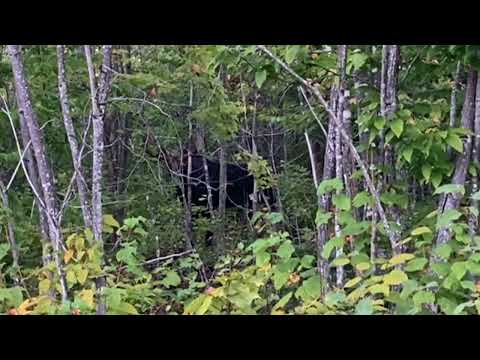 Maine Moose taken with 44 mag hand gun with OAC guide service ( quick hunt )