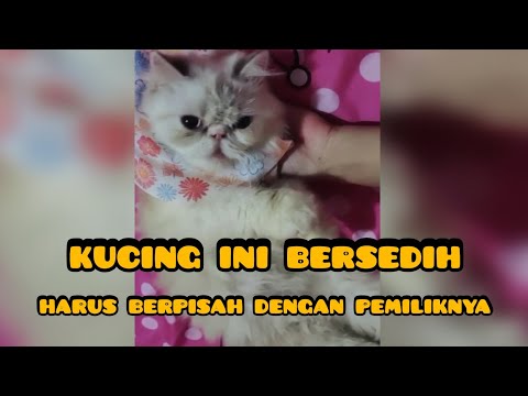 KUCING BERSEDIH karna harus BERPISAH dengan PEMILIK nya