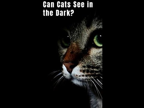 Can Cats See in the Dark? #Shorts - YouTube