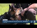 Class in session for K9 critical training
