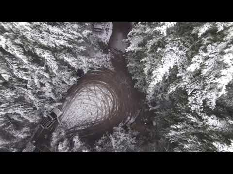 Barrington Tops brumbies in the snow