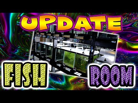Breeding for Profit- Fish Room Update 2018 Guppies, Guppies and more Guppies