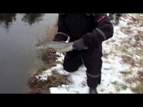 Taimenen kalastusta Merikarvianjoella - Meritaimen - Spintube - Heittoperho - Eumer