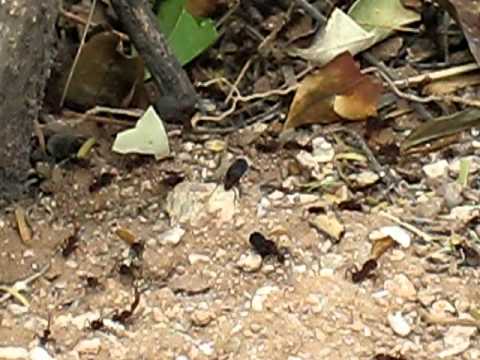 ants# north leaf-cutters 2009.11.13